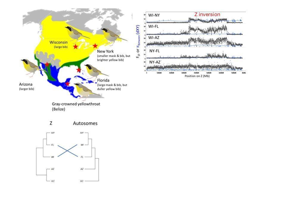 Molecular Ecology (@molecology) on Twitter photo Out in ME!
New work in the common yellowthroat describes a putative Z-chromosome inversion associated with geographic differences in male ornaments and female choice despite gene flow.
<a href="/WileyEcolEvol/">Wiley Ecology & Evolution</a>
Read More: buff.ly/3ML7VPs
📷: Glenn Bartley Out in ME!
New work in the common yellowthroat describes a putative Z-chromosome inversion associated with geographic differences in male ornaments and female choice despite gene flow.
<a href="/WileyEcolEvol/">Wiley Ecology & Evolution</a>
Read More: buff.ly/3ML7VPs
📷: Glenn Bartley