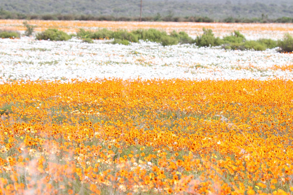 Quiver Tree Collection (@kokerboomhouse) on Twitter photo 