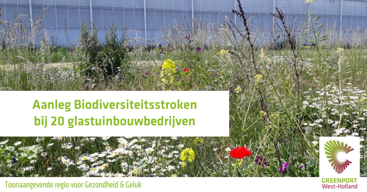 Twintig glastuinbouwbedrijven beginnen met het aanleggen van biodiversiteitstroken naast hun kassen. De komende twee jaar worden binnen dit #project #onderzoeken gedaan naar plaagbeheersing en #biodiversiteit van #insecten. Lees het volledige #artikel via: glastuinbouwnederland.nl/nieuws/default…