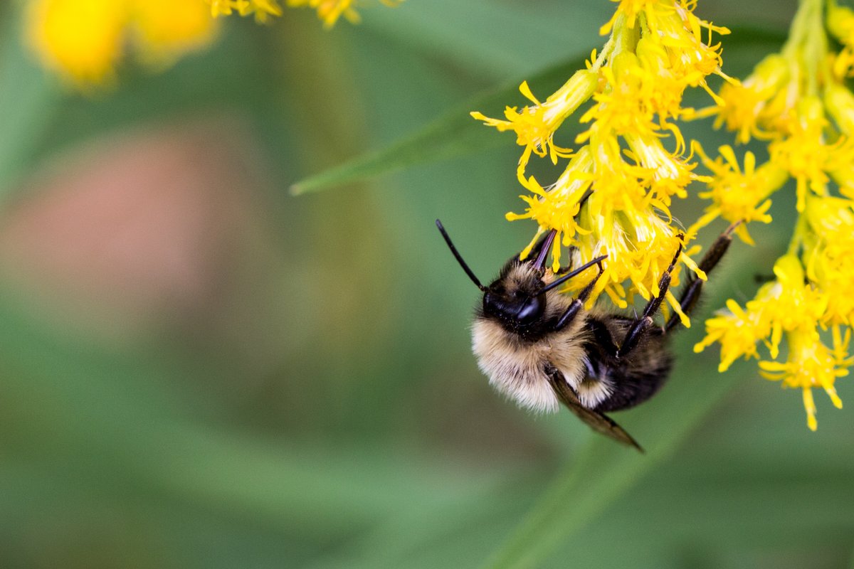 Septembre est une période cruciale pour les #pollinisateurs. Les fleurs, comme la verge d'or, sont abondantes, permettant aux reines #bourdons d'accumuler les réserves de graisses dont elles auront besoin pour passer l'hiver. 🐝🌺🍂