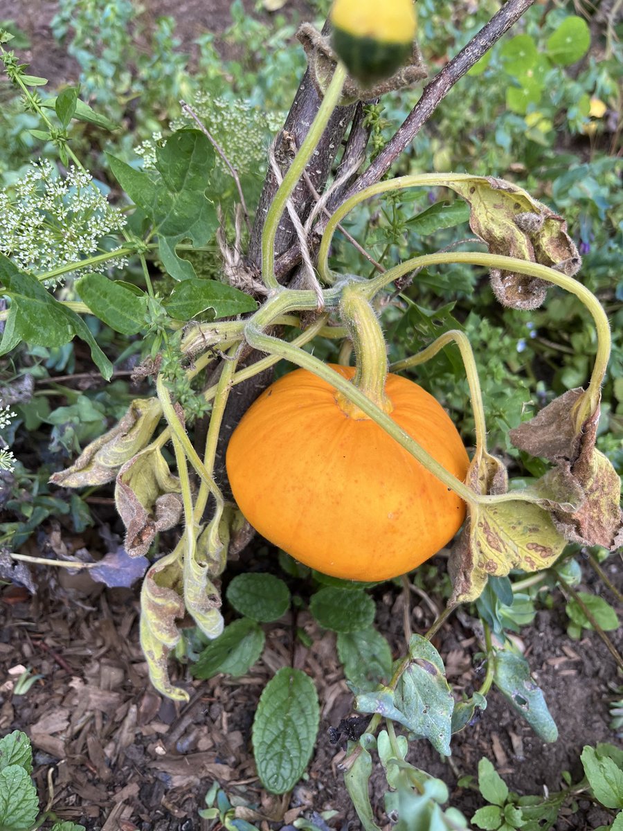 Some of this morning’s autumnal abundance ⁦<a href="/winterbournehg/">Winterbourne HG</a>⁩ 🥰