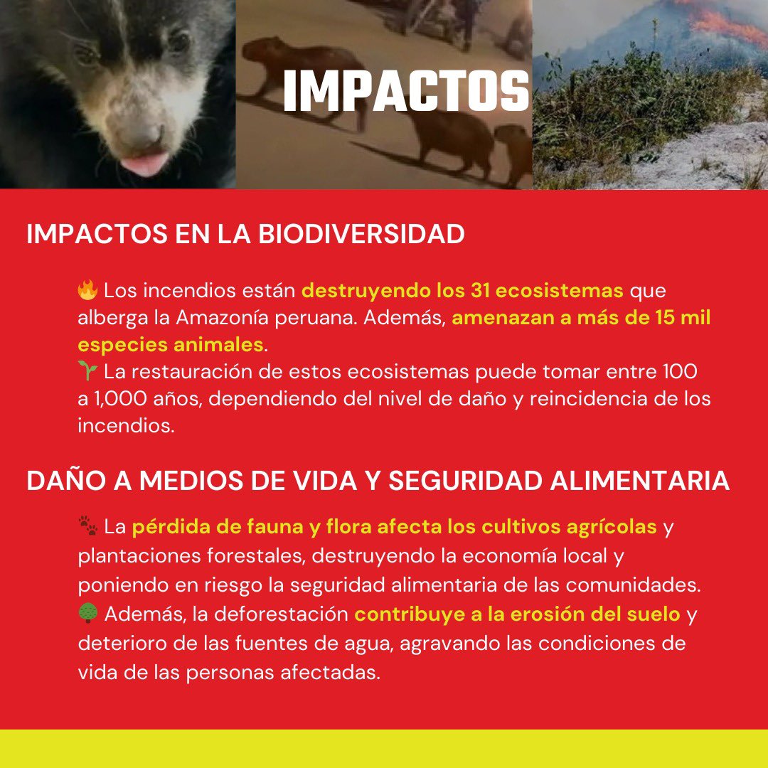 Los #IncendiosForestales están destruyendo nuestra biodiversidad y medios de vida. Esta semana se reportaron 222 emergencias con 15 fallecidos. Todo esto ante la indiferencia e indolencia del gobierno autoritario e incapaz de Dina Boluarte. 🧵1/2