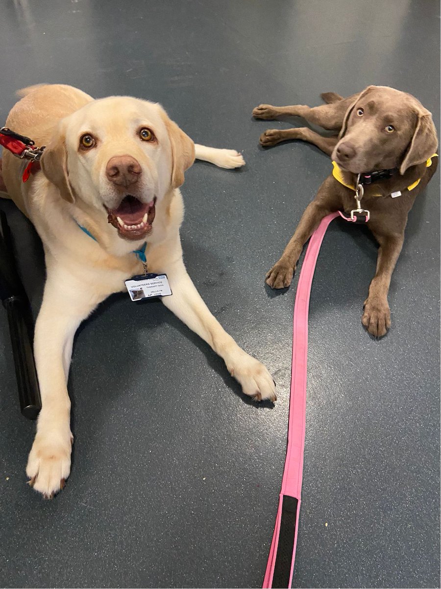 🐾 Wag-your-tail-Wednesday 🐾
We were sent this cheerful photo from <a href="/PetsAsTherapyUK/">Pets As Therapy</a> Volunteer Tess who bumped into PAT Volunteer Madeleine.

She said:
Louis &amp; Molly bumped into each other at work yesterday, they were very well behaved whilst their  mums had coffee together 🐕