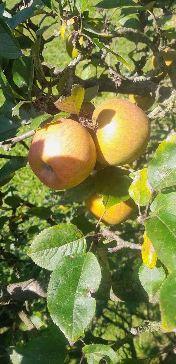 Links Schweizers Apfel Nr 1 Gala, TWI konform mit Schachtelhalmbrühe und Komposttee ohne Kupfer und Schwefel, ziemlich unappetitlich. Rechts Goldparmäne, alte Sorte, gänzlich ohne Pflanzenschutz aber "seicht" trotzdem kein Hund a...