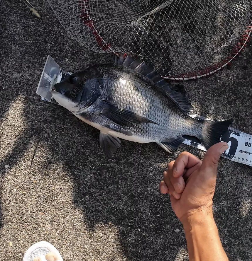 fishingteamkaze's tweet photo. 本日名古屋天白川釣果
黒鯛48cm１枚キビレ40.35cm２枚　黒鯛よりキビレが沢山居る感じです😅 https://t.co/c2s2dYqnDr