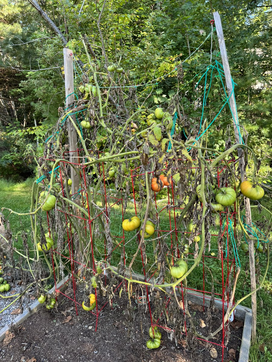The muddy yet beautiful colours of fall and our Beetlejuice tomatoes #fall #Halifax