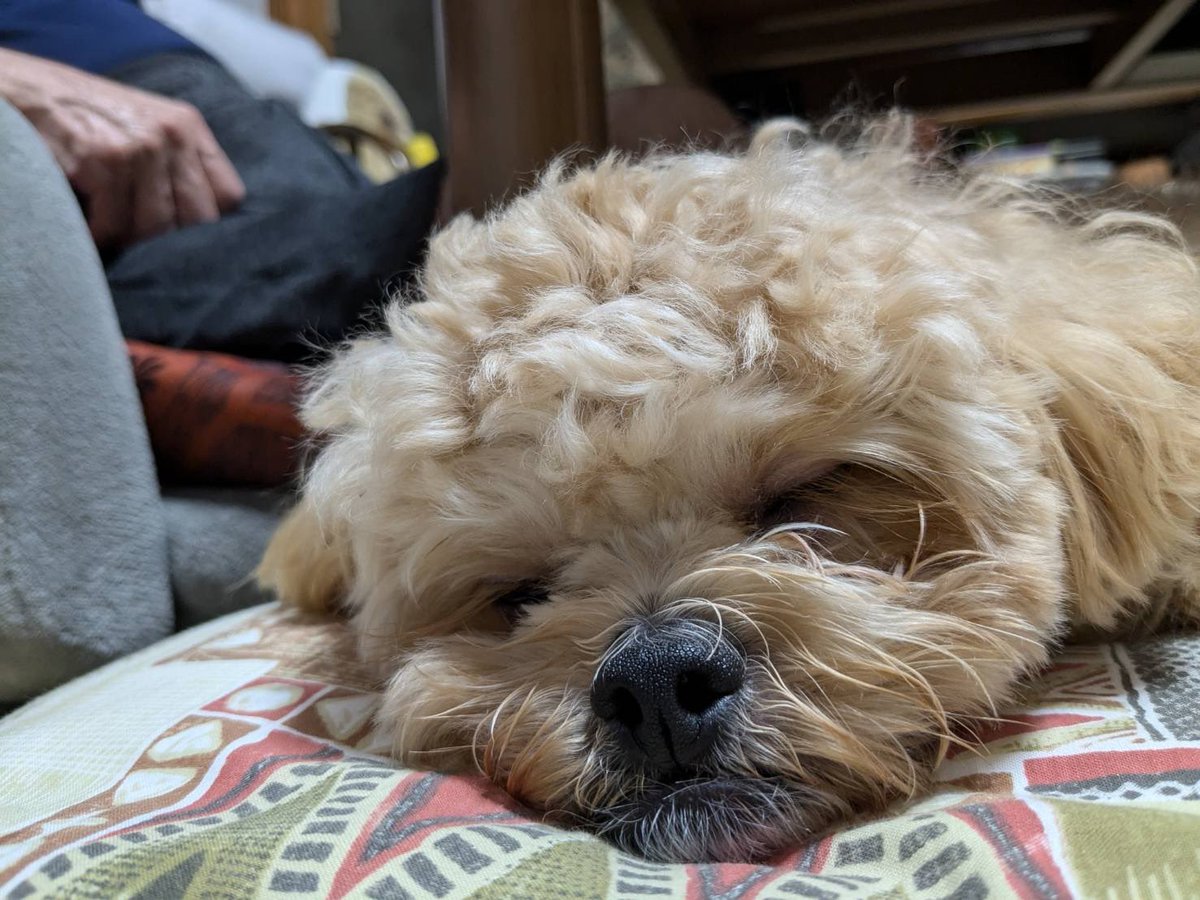 実家で我が物顔でくつろぐ犬