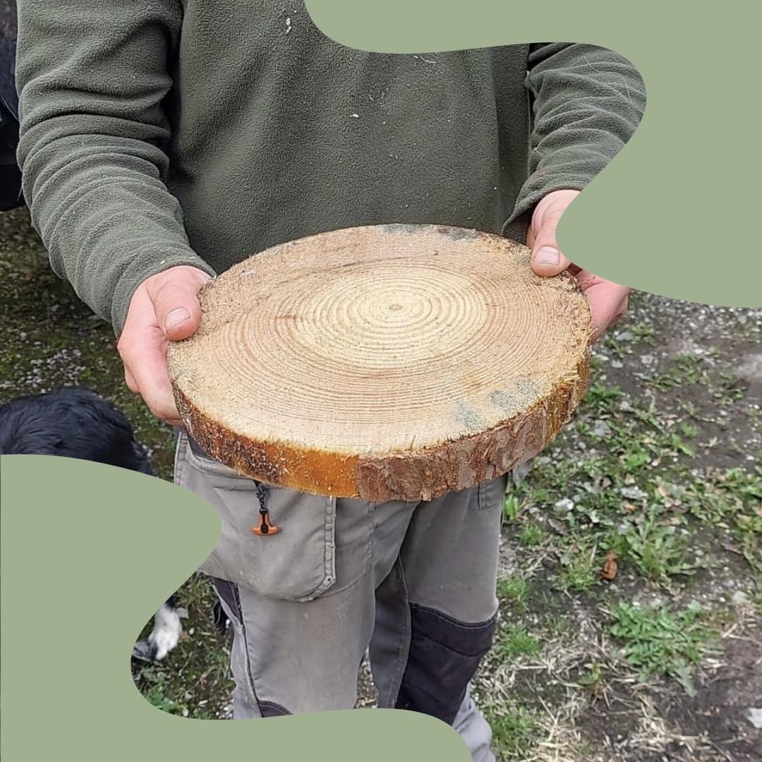 The Forestry Team are making these pine discs to give away to visitors at this Sunday's TREEmendous 

They smell incredible and can be used as coasters, table centres, plant pot bases and more!

A lovely way to take a little piece of Cholmondeley Castle Gardens home with you 🌳