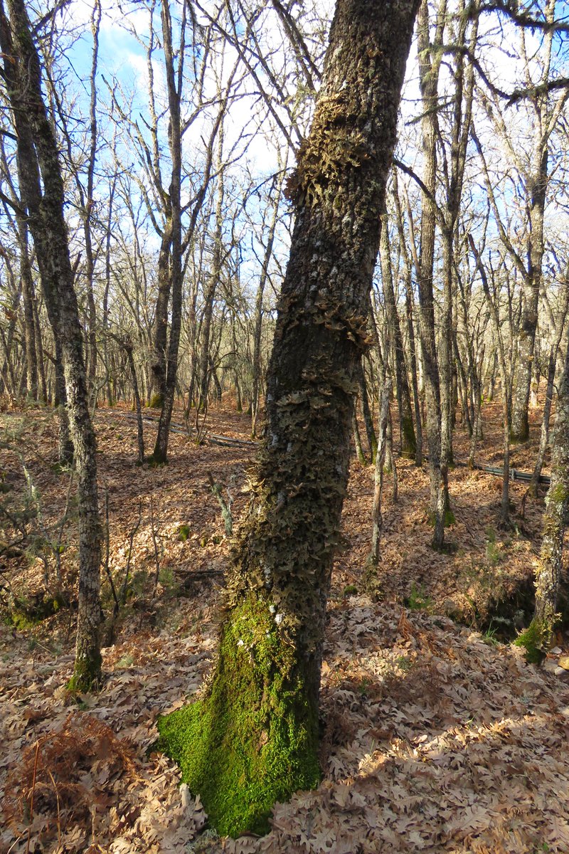 La Lobaria pulmonaria es un liquen indicador de calidad de hábitat, difícil de encontrar ya que requiere bosques muy bien conservados y con poco manejo. Aquí algunos de los impresionantes ejemplares que nos podemos encontrar en melojares  #ProyectosPRTR #NextGenerationEU