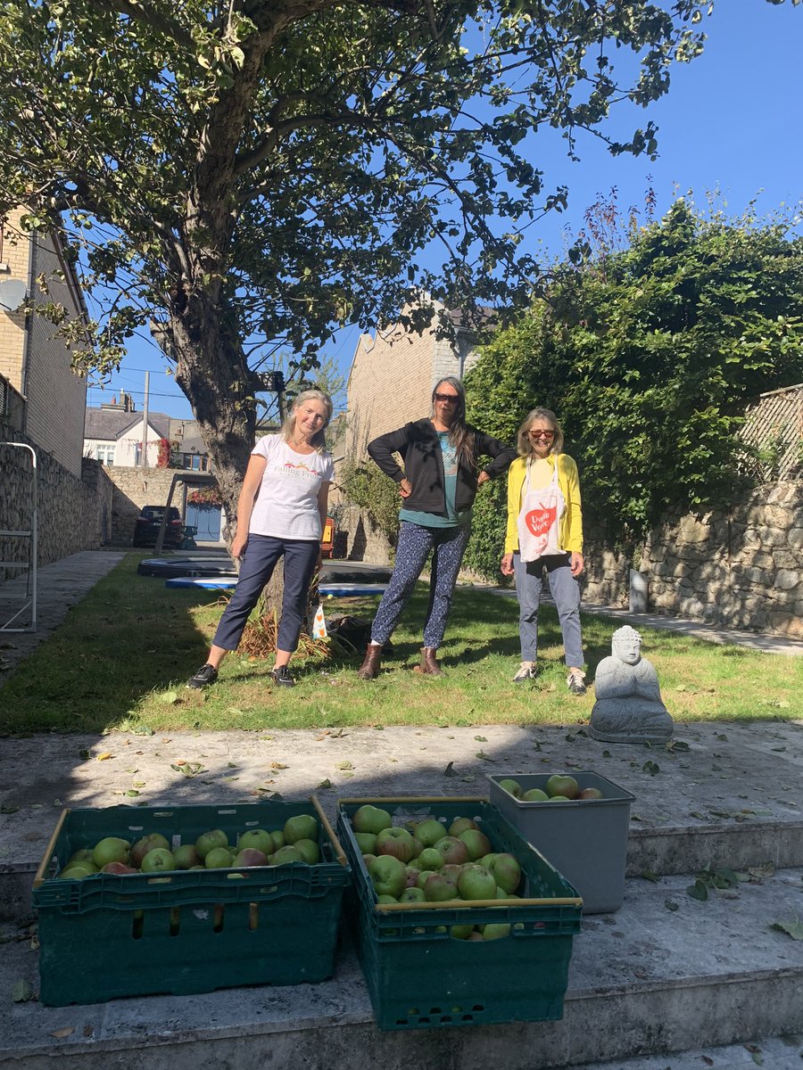 fallingfruit_ie's tweet photo. 🍎Beautiful balmy weather for our Ballsbridge picking event. Fabulous cooking apples from Alison were delivered to SVP in Donnybrook. The wonderful women harvesters, Deirdre, Mary, Theresa, were first-rate and had the job done in no time. Massive thanks to all 🍎💚🍎 https://t.co/fo4lfxd7f9