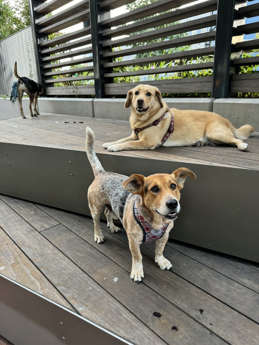 Sophie Vershbow tweet media