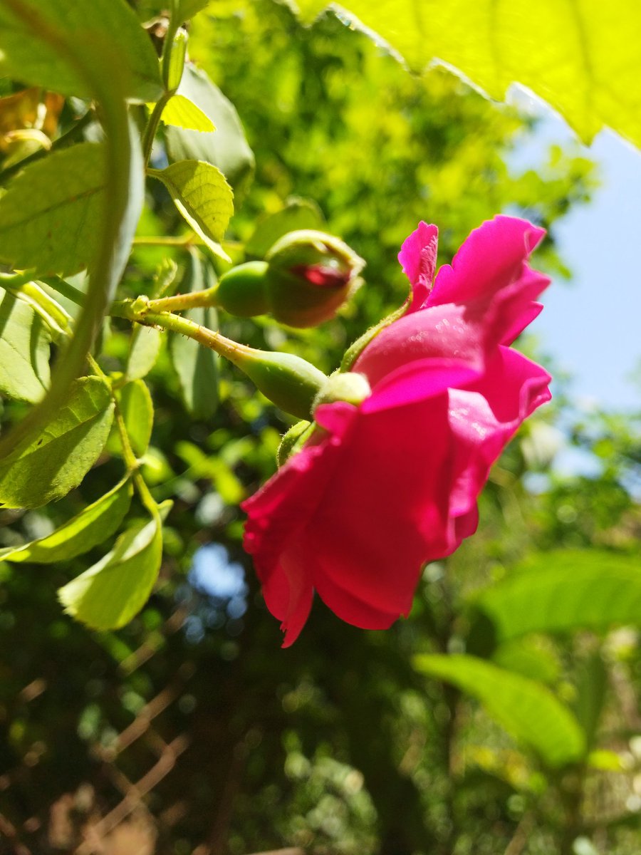 VideoVMedia's tweet image. Hope everyone's having a good day ☺️