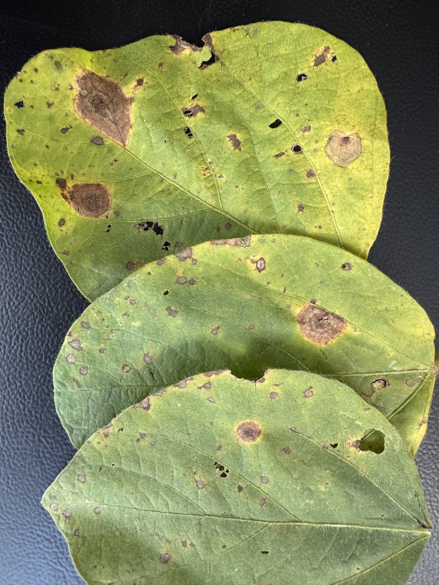 Target spot (Corynespora cassiicola) <a href="/CropNetwork/">Crop Protection Network</a> can  cause significant defoliation on susceptible soybean varieties. The fungus causes reddish-brown lesions, often with a concentric ring pattern and a yellow halo. The disease can also effect cotton and tomatoes #Soybean #Fungi