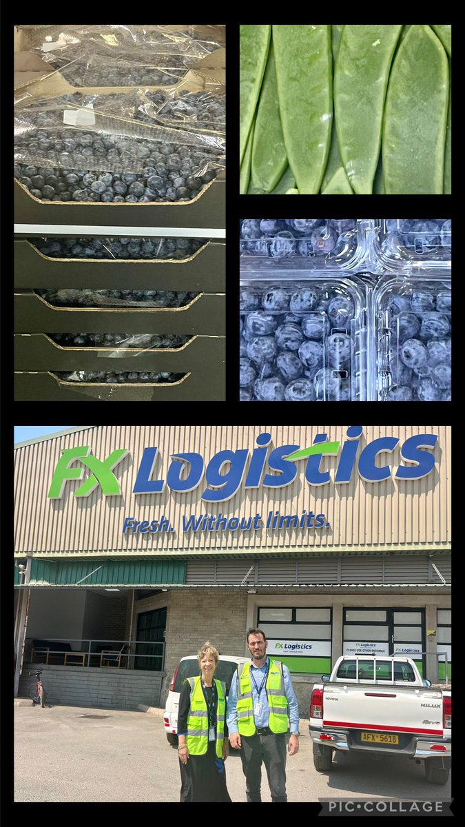 MVerwijk's tweet photo. 6 Million kilo of Zimbabwean blueberries off to Amsterdam (the gateway to Europe), Hong Kong and the Middle East - Dutch company FX Logistics helping Zim farmers to export!! 🥑 🫐 🫛 https://t.co/nRZne8MKvL