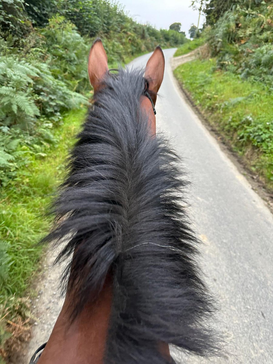 beaubai's tweet photo. The Mane Man ๐.
Still going strong, yard favourite Magic Dancer building up to his next assignment ๐ค
#MagicDancer #yardfavourite #magicsyndicate #happyhorses #gallopslife #Herefordshire https://t.co/MptgD5QAHd