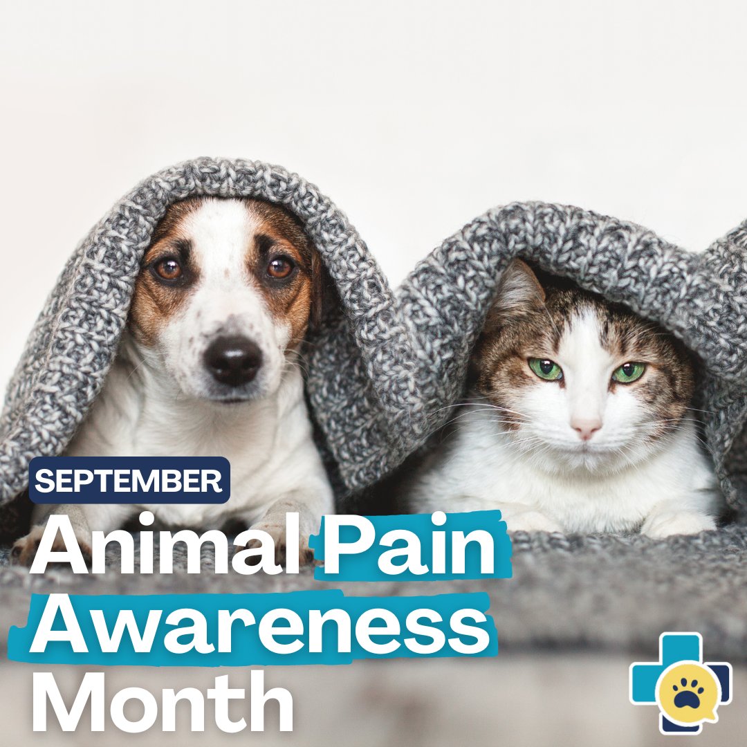 PangoVet's tweet photo. September is Animal Pain Awareness Month, a time to raise awareness about the pain and discomfort that animals may experience, and how we can help alleviate their suffering. 💛

Read more on https://t.co/pIVkR2uyVu: https://t.co/p0pjgpfoct https://t.co/fNb7hfITX3