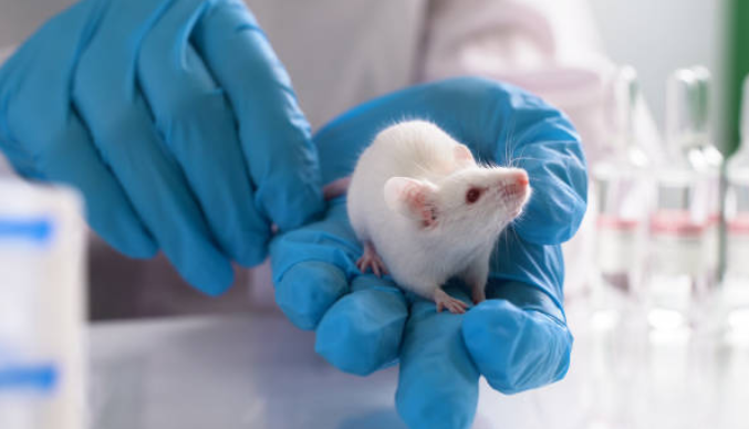 SAOscience's tweet image. The Institutional Animal Care and Use Committees (IACUCs) were created to protect nonhuman animals in research. But are they really doing that? Evidence suggests IACUCs often fall short, allowing unnecessary suffering in laboratories. 🧵

#AnimalWelfare #ResearchEthics