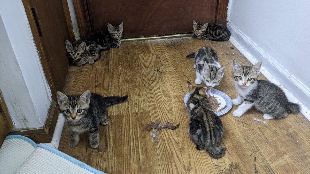 TheEqueerstrian's tweet photo. If anyone wants to help out with some things I need for these kittens, please check out my amazon list for them! 

https://t.co/LOi5ni224a https://t.co/I9NMA9h8yA