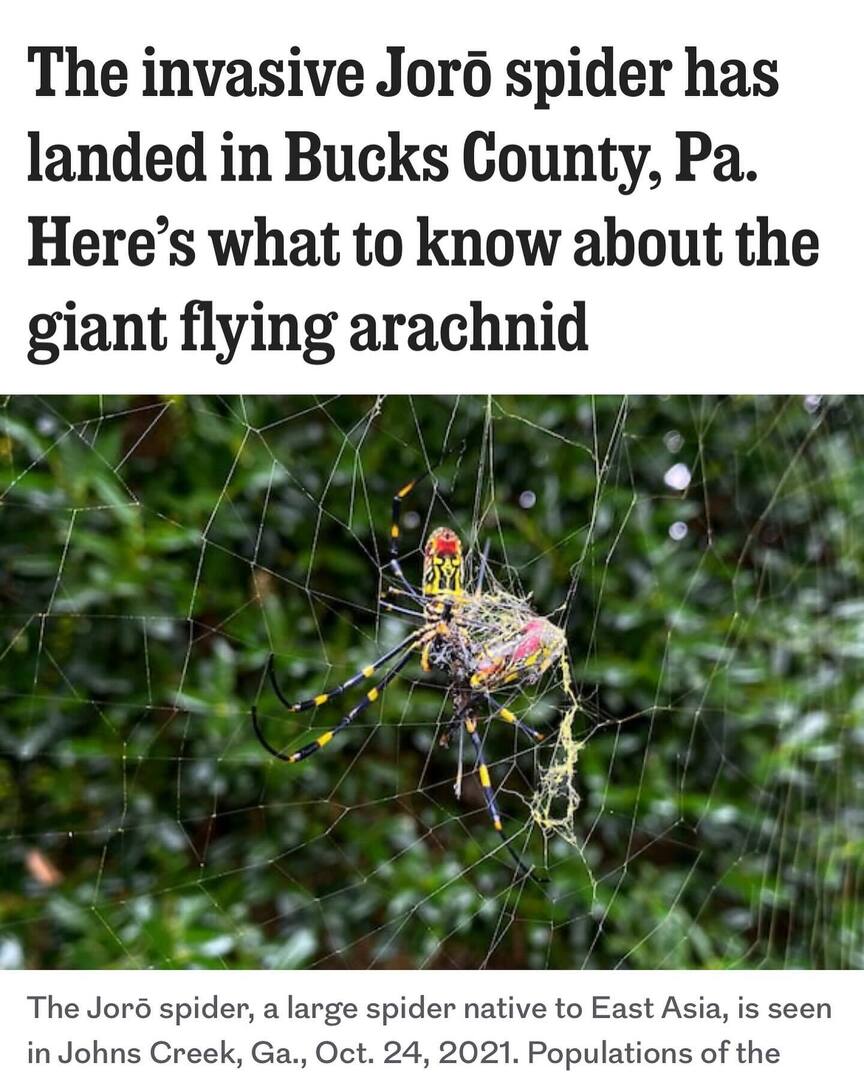 Cuz what we’ve been missing in Philly is a giant venomous flying spider…… instagr.am/p/DAEdAZRpI91/
