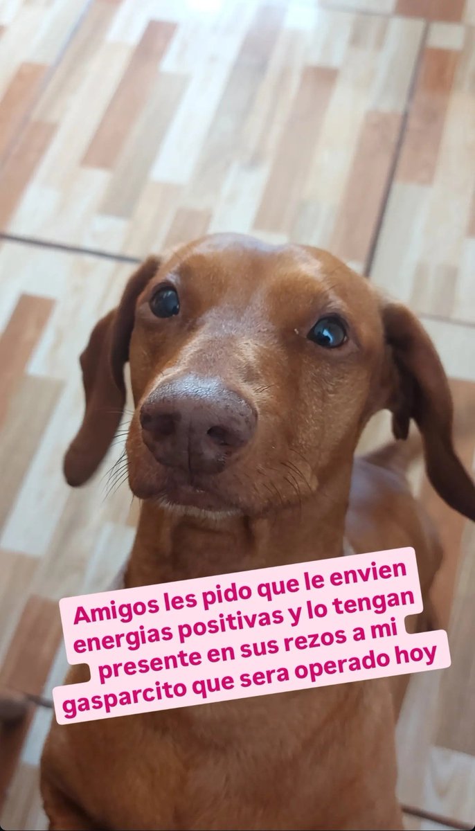 hamsterthereal's tweet photo. Si me pueden ayudar!!!!
Ténganlo presente en sus rezos 
A mi gaspar pascual que sera operado hoy https://t.co/QRALLqIqrC