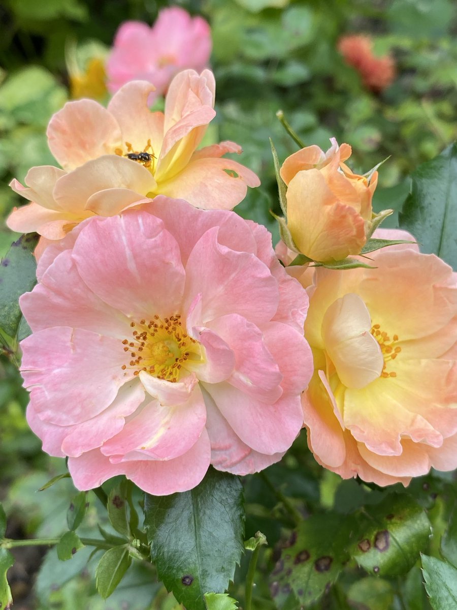 Good #rosewednesday to you. #roses