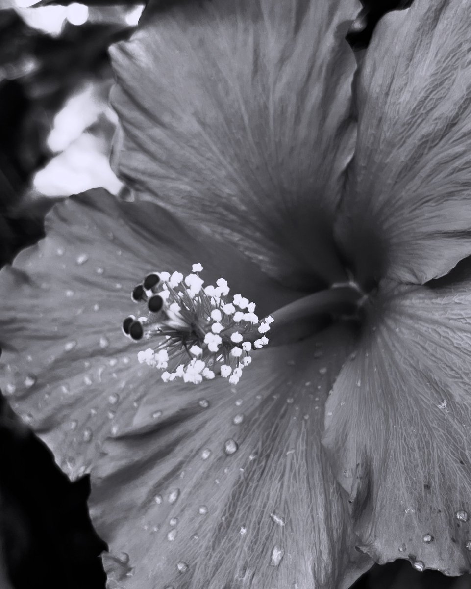 K_D_Thompson's tweet photo. Hibiscus 🌺 

#flower #flowerphotography #blackandwhitephotography #bnw #photography https://t.co/QTiIlQUAsl