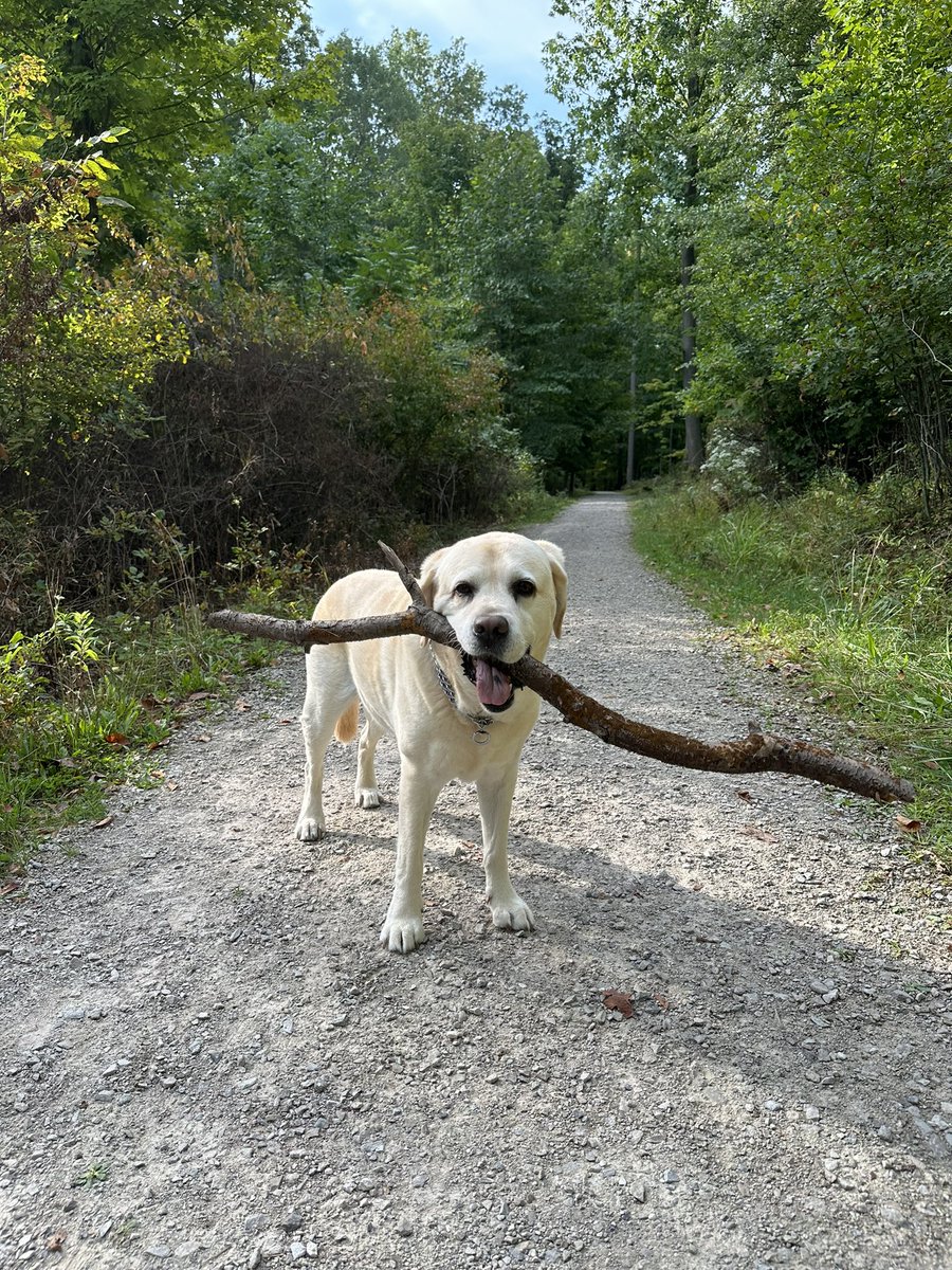 xvermonter61's tweet photo. I'm 'bout to have a good day
No matter what they say
The sun is shining down on me
Birds are singing praise
I'm 'bout to have a good day
In every single way
The God who made the universe
Knows me by my name
So it's a good day! (And I got a stick!) #DogsofTwitter #StickDog https://t.co/wsHJ7zAlBX