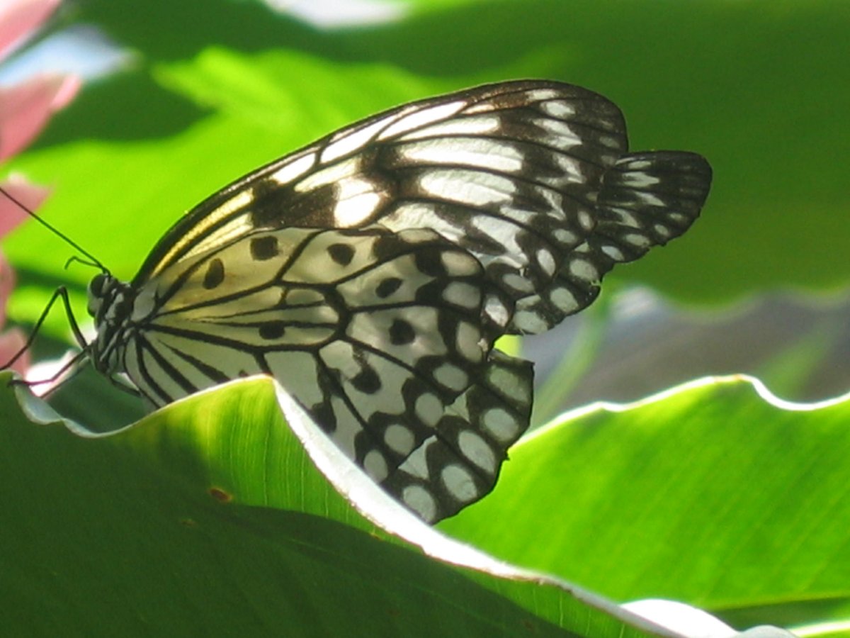 AgentSheets's tweet image. Go from Games to Science Models! The same CTPs we program to make ghosts chase PacMan lets chameleons hunt moths in an ecosystem. 

#ScalableGameDesign #CSED #codinggames #computerscience   #codingforkids #codingisfun #education #linkinbio #agentsheets #agentcubes