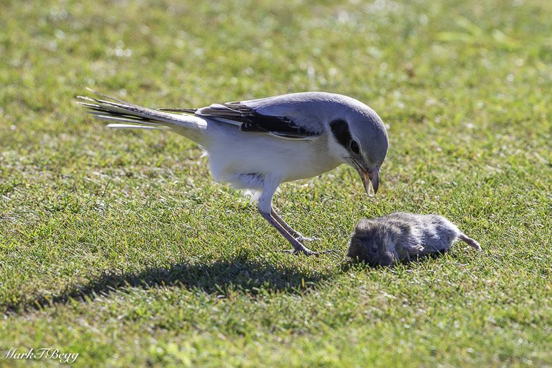 Mark Begg tweet media