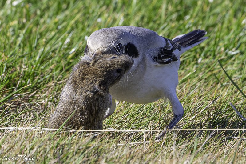 Mark Begg tweet media