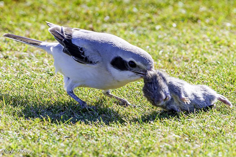 Mark Begg tweet media