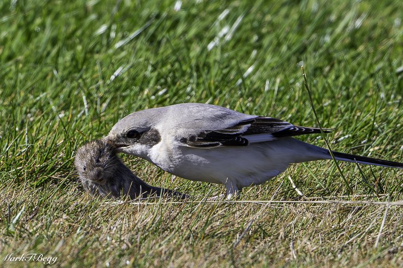 Mark Begg tweet media