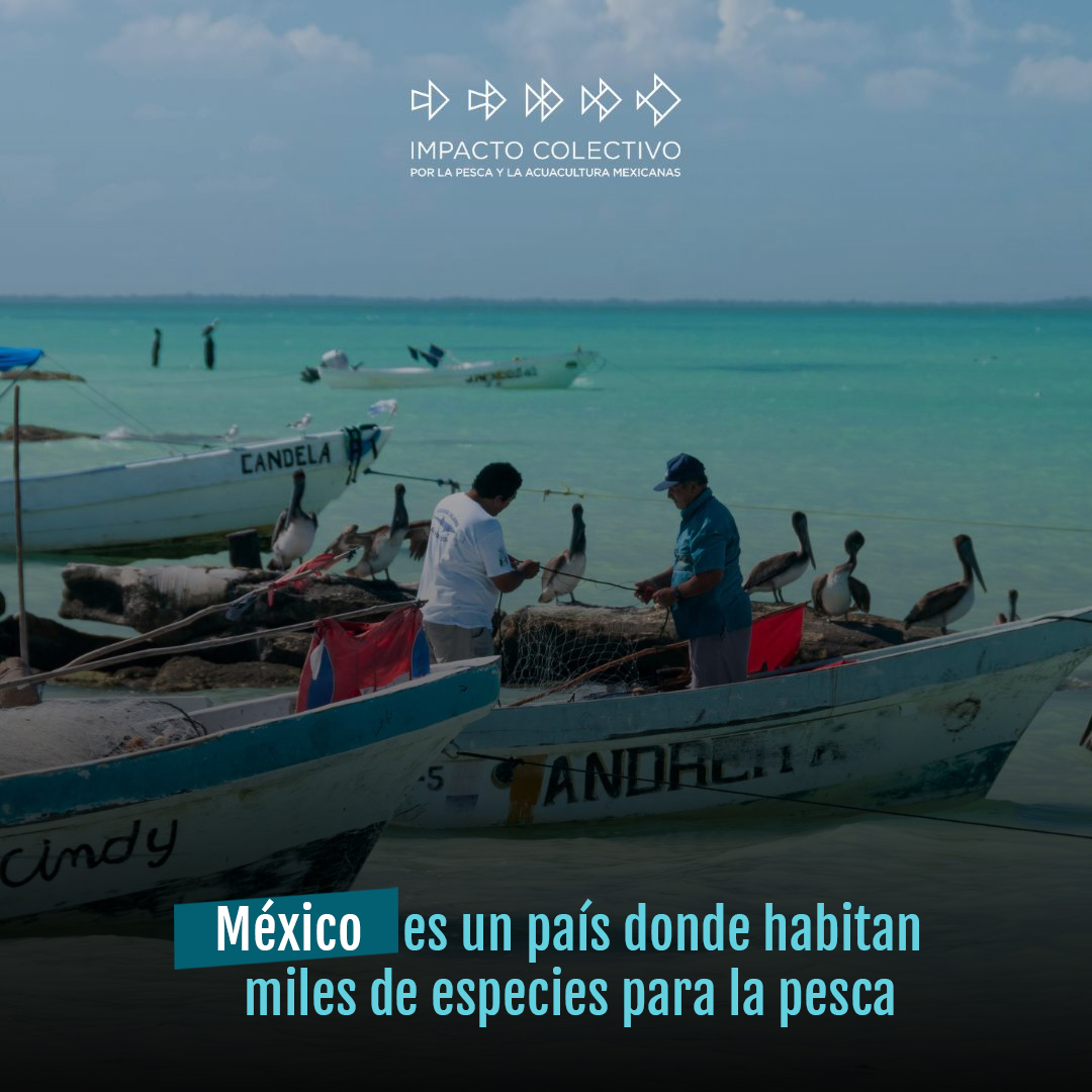 ICPMX1's tweet photo. ¿Conoces cuáles son las especies que consumimos en México?¿Cuál es tu favorita? 🌊🐟
#PescaMéxico #Pesca #Sardina #Pulpos #Almejas #ICPMX https://t.co/pzQkIVgIrX