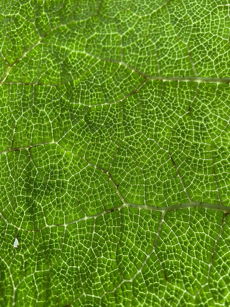 We all love a gunnera, right? 

How could anyone fail to fall for a prehistoric looking plant with monster leaves?

But have you ever looked at a gunnera leaf from below on a sunny day?

You’ll get this incredible kaleidoscopic effect! You’ll find a specimen by the Stone Bridge!