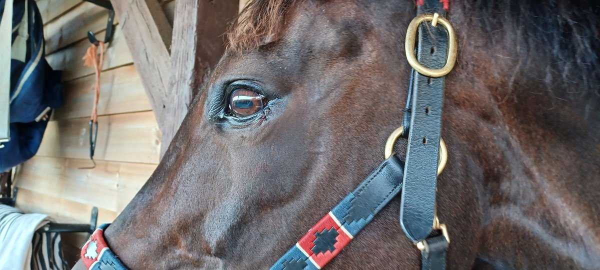 historical_kate's tweet photo. My beautiful girl had to have stitches on her eyelid today. It's not been the best day but she looks much happier tonight. #thoroughbred #horse #daxi  #historyshorse #mare #lovemymare https://t.co/CCXEwGJdWa