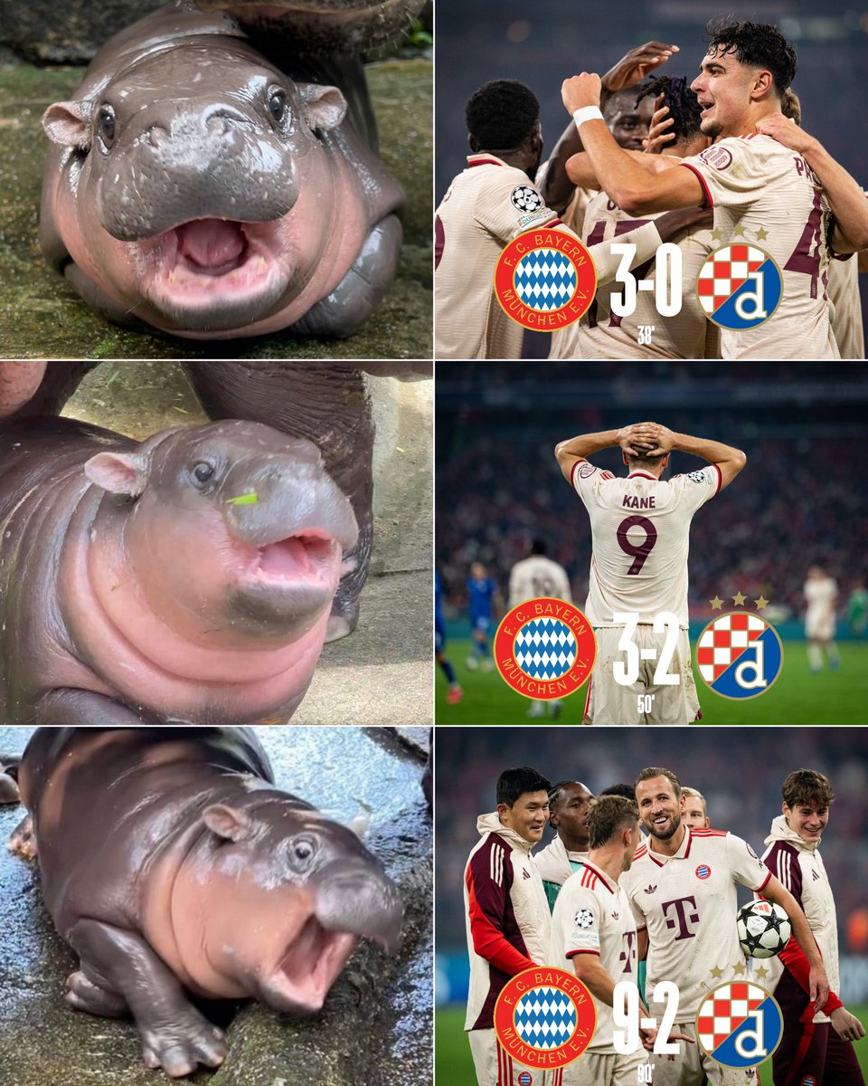 When 𝑴𝒐𝒐 𝑫𝒆𝒏𝒈 checked the score last night... 🫣😂

#FCBayern #MiaSanMia #UCL