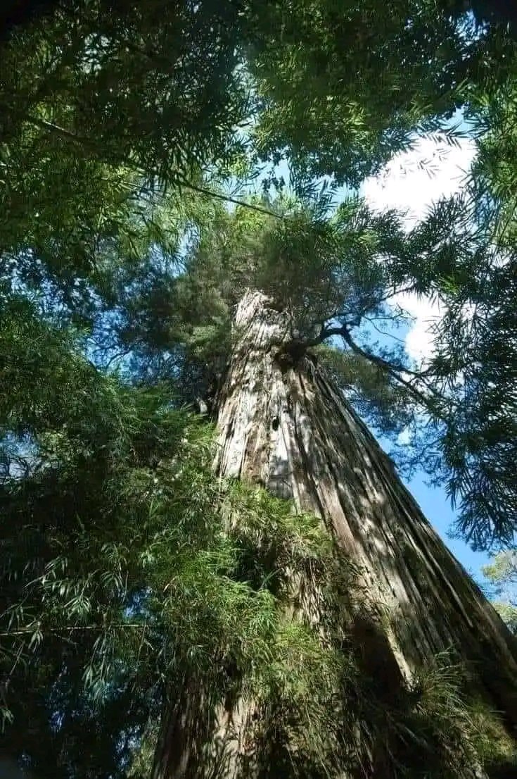 Il faisait rire tout le quartier et les clients.
Aujourd'hui il est retourné au village.