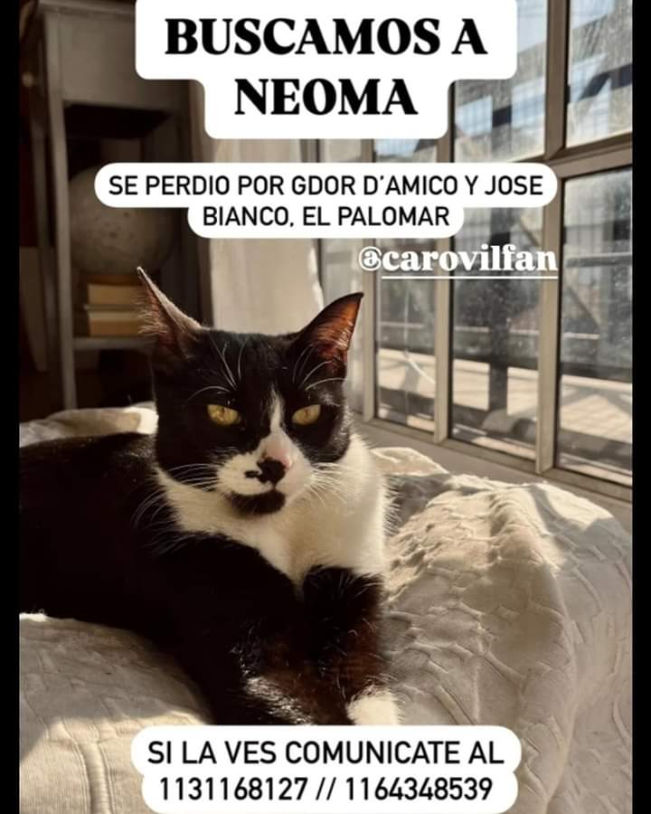 Fundación De Gatitos tweet media