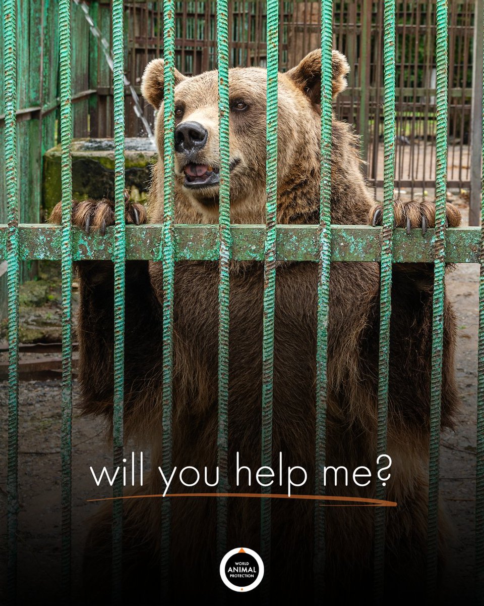 MoveTheWorldUS's tweet photo. Um, can we talk about why bears are still stuck in cages for entertainment? Like, hello, it's 2024, and we're still doing this? 🤯

Bears deserve better than a life in captivity. Period. https://t.co/aTgeEApVE2