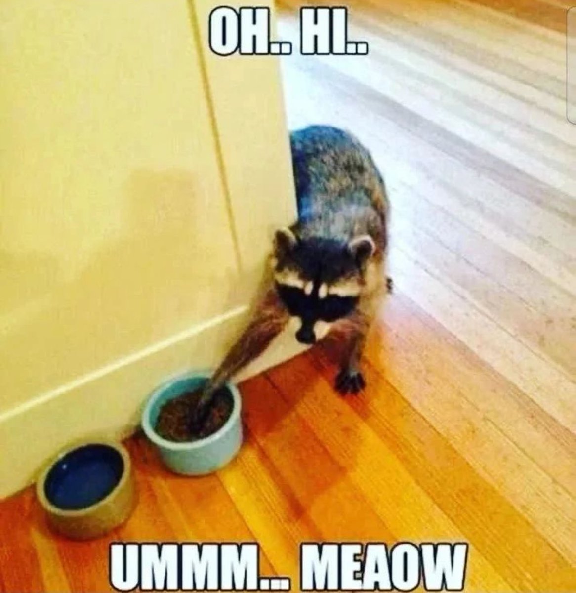 raccoon aesthetic. (@raccoonesthetic) on Twitter photo 