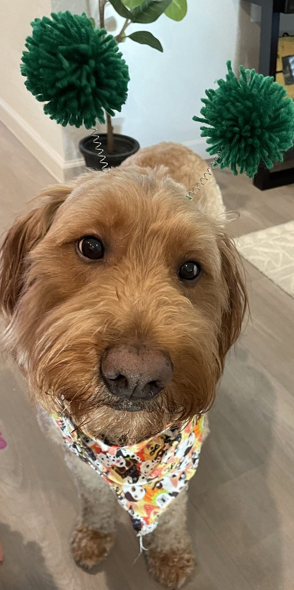 George the Comfort Dog tweet media