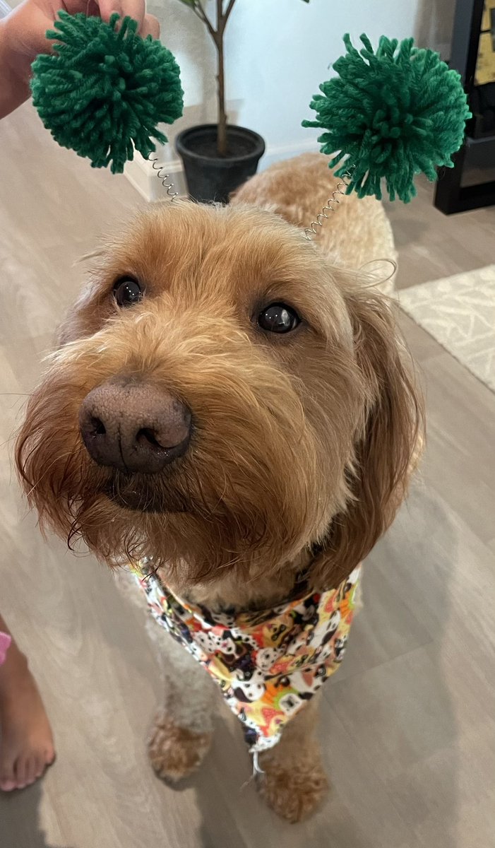 George the Comfort Dog tweet media