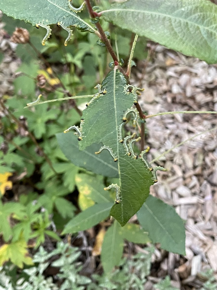Carol Prokopyszyn 🐝🇺🇦 tweet media