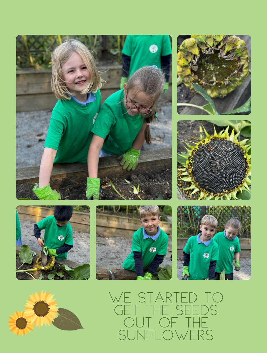 🌻 We started to pick all the seeds out of the fallen sunflowers. There are SO many seeds! Watch this space to find out what we are going to do with them 🌻 <a href="/KingswoodParksP/">Kingswood Parks Primary School</a> <a href="/MissWalker_KWP/">Miss Walker</a> <a href="/MissClayKWP/">MissClayKWP</a>