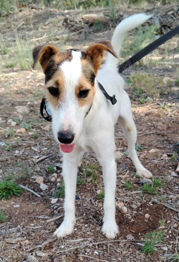 Pro_Ani_LaNucia's tweet photo. Este chico tan guapo es Nacho, y es un polvorilla que no para quieto.
Sería fantástico para una familia con críos activos que quieran un compañero de juegos.
En adopción en La Nucía https://t.co/bEWHO7xlwr