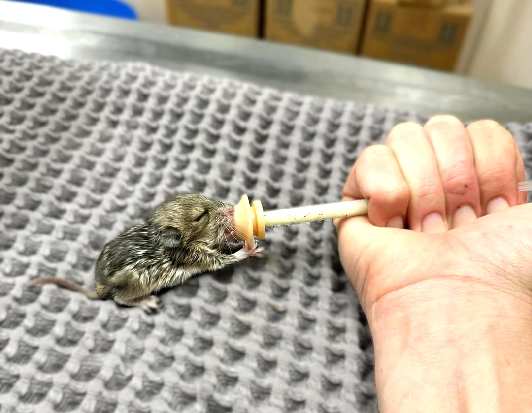 bestfriends's tweet photo. 🤫Shhh…look at this baby desert woodrat! Known as packrats, these little ones cling to mom from birth with uniquely shaped teeth. 🥹This little one may have lost his grip, but he's now in our care, getting strong for a wild summer release! 🐭💕 #Wildfriends #SaveThemAll ^jb https://t.co/pDGvJ2euUj