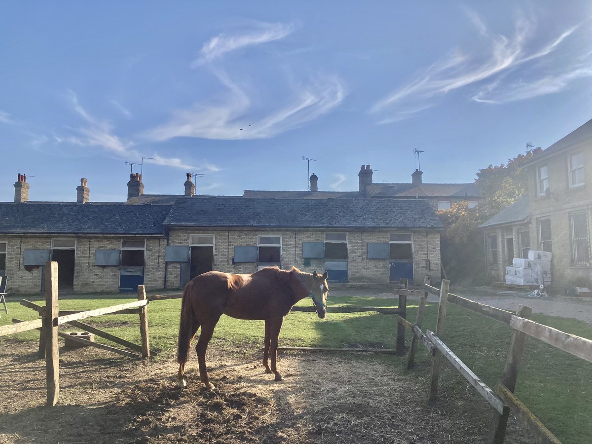 JohnWathenBerry's tweet photo. A disappointingly overcast morning in Newmarket led into another unseasonally warm, sunny & pleasant afternoon. Very much appreciated as autumn looms #Merrijig #CloudyRose #Dereham #Eljaytee https://t.co/n18PPYuPrr