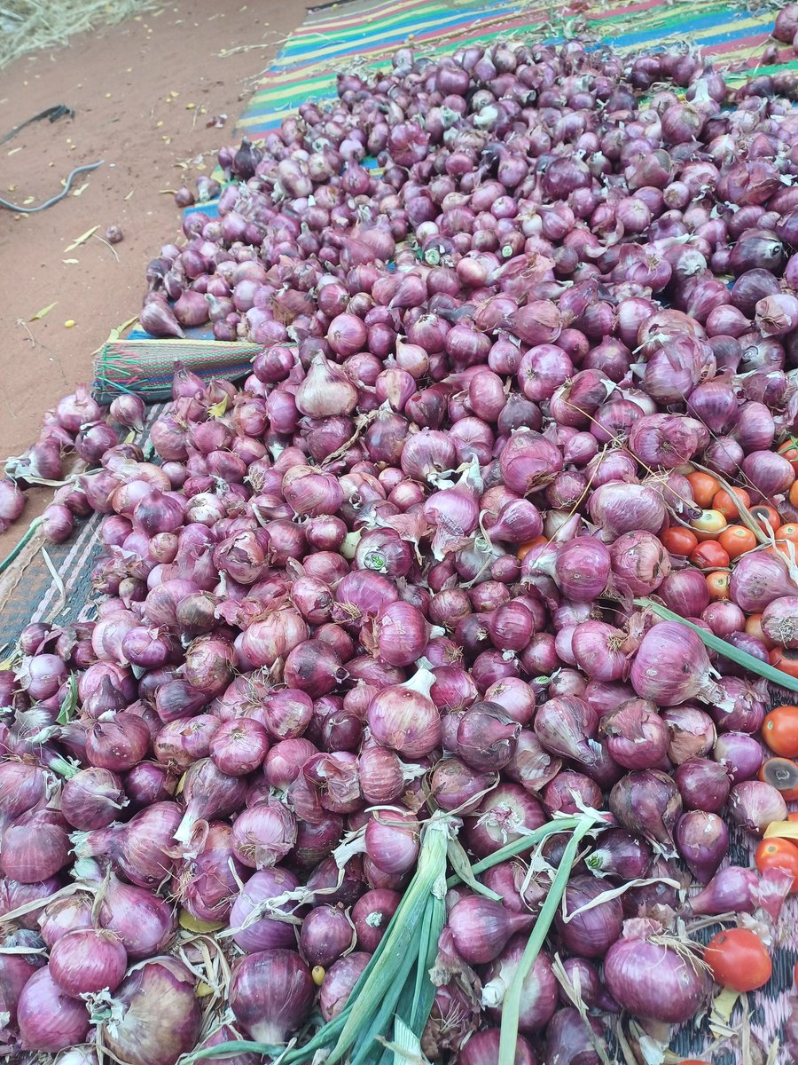 halima kahiye,HSC (@halimakahiye) on Twitter photo 80 bob per Kg,Order today for delivery <a href="/Meimuna_Said/">Hon.Meimuna Said</a> <a href="/ABEYINABILLOW/">ABDI BILLOW</a>.soon wajir will be the food basket. 80 bob per Kg,Order today for delivery <a href="/Meimuna_Said/">Hon.Meimuna Said</a> <a href="/ABEYINABILLOW/">ABDI BILLOW</a>.soon wajir will be the food basket.