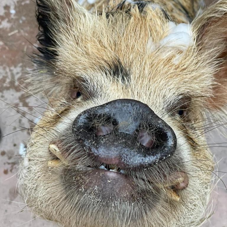 zoomiami's tweet photo. Holy cow - it’s #FarmAnimalsAwarenessWeek! Moo-ve your way on over to #ZooMiami and celebrate with our friends at the Wacky Farm!
🐗 Wilbur the kunekune pig
🐴 Mini horses
🐐 Goats
🐢 Tortoises
🐮 Milkshake the miniature zebu cow https://t.co/XvJbqXefo6