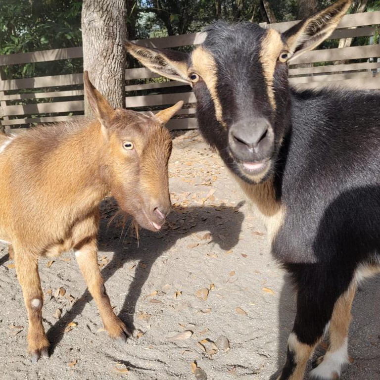 zoomiami's tweet photo. Holy cow - it’s #FarmAnimalsAwarenessWeek! Moo-ve your way on over to #ZooMiami and celebrate with our friends at the Wacky Farm!
🐗 Wilbur the kunekune pig
🐴 Mini horses
🐐 Goats
🐢 Tortoises
🐮 Milkshake the miniature zebu cow https://t.co/XvJbqXefo6